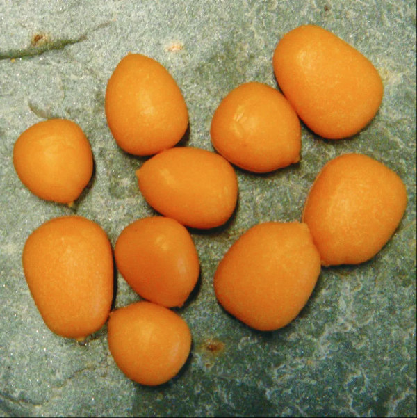 Enterprise Tackle Enterprise Pop-Up Maize Mixed Sizes 3 Enterprise Tackle Enterprise Pop-Up Maize Mixed Sizes