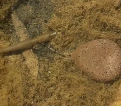 Korda Flat Pear Swivel Lead 5 Korda Flat Pear Swivel Lead -Game Fishing Shop 1297107625 290x218