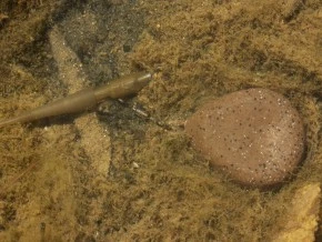 Korda Flat Pear Swivel Lead 4 Korda Flat Pear Swivel Lead - Image 2