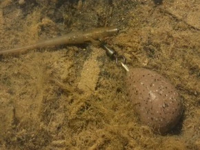 Korda Pear Swivel Lead 4 Korda Pear Swivel Lead - Image 2