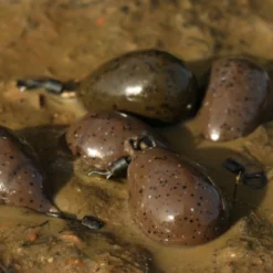 Korda Pear Swivel Lead 7 Korda Pear Swivel Lead -Game Fishing Shop 1297110231 large