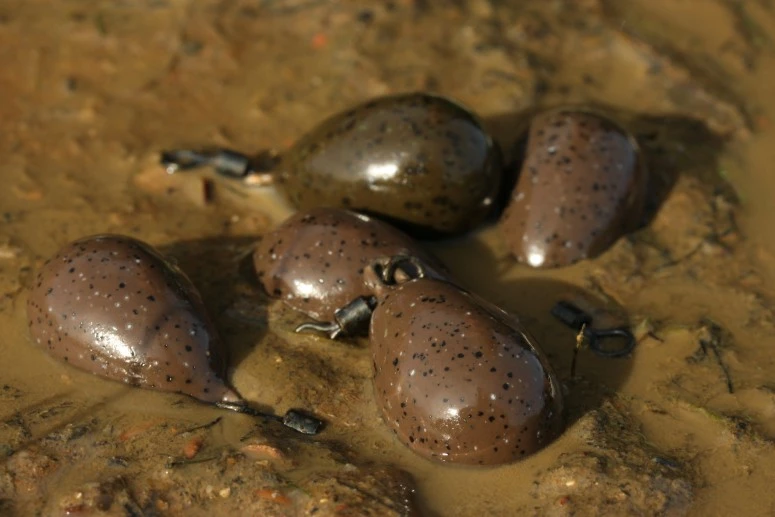 Korda Pear Swivel Lead 5 Korda Pear Swivel Lead - Image 3