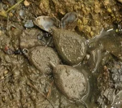 Korda Textured Leads -Game Fishing Shop 1345650441 4