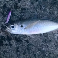 HTO Shore Jigs -Game Fishing Shop 1407161337 10