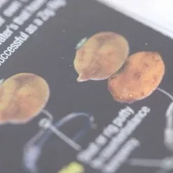 Enterprise Tackle Enterprise Pop Up Tiger Nuts 8 Enterprise Tackle Enterprise Pop Up Tiger Nuts -Game Fishing Shop 1407323503 32