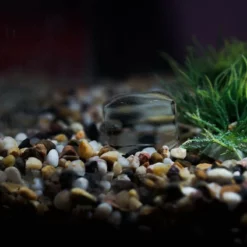 Wolf International Wolf Eco Weights -Game Fishing Shop 330zwcu2638145788780645528