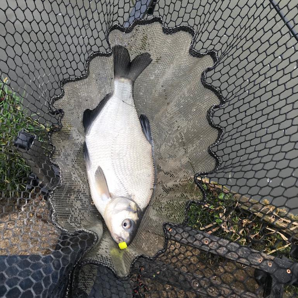 Ringers Slim Wafters 10mm 10 Ringers Slim Wafters 10mm - Image 8