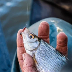 Guru Kuranku Barbed Hooks -Game Fishing Shop 44hg5xrp637697125161346203