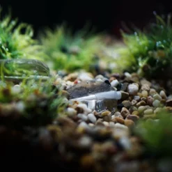 Wolf International Wolf Eco Weights -Game Fishing Shop 4ace34aj638145788780645528