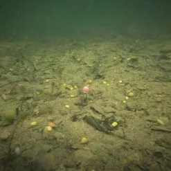 ESP Artificial Buoyant Boilies -Game Fishing Shop 52g4a23a636621633626926868