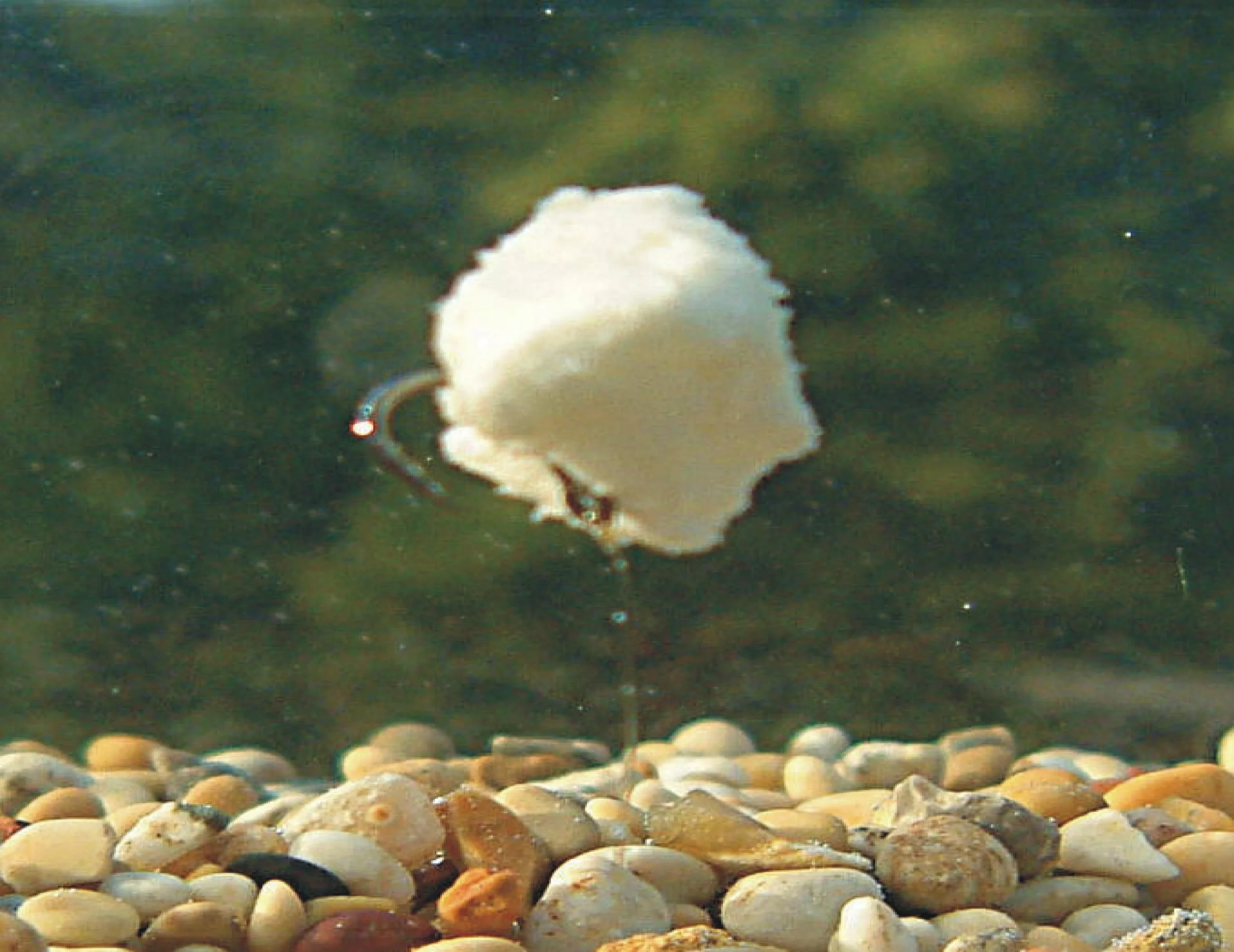 Enterprise Tackle Enterprise Imitation Bread 4 Enterprise Tackle Enterprise Imitation Bread - Image 2