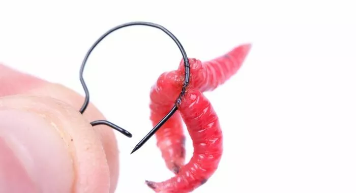 Nash Maggot Clips 5 Nash Maggot Clips - Image 3