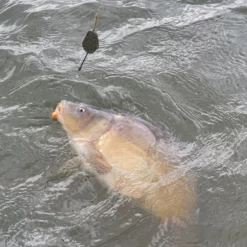 Ringers Slim Wafters 10mm 14 Ringers Slim Wafters 10mm -Game Fishing Shop bcftej1d637522812481440319