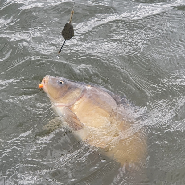 Ringers Slim Wafters 10mm 7 Ringers Slim Wafters 10mm - Image 5