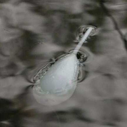 Korda Interceptor Surface Floats 4 Korda Interceptor Surface Floats - Image 2