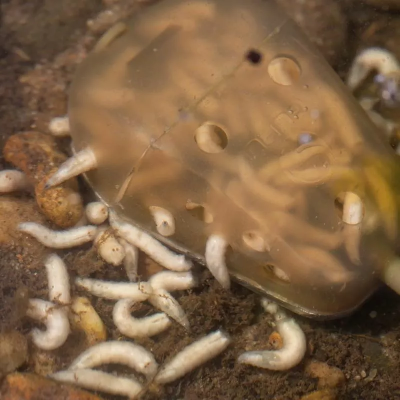 Guru Multi Maggot Feeder 13 Guru Multi Maggot Feeder - Image 11