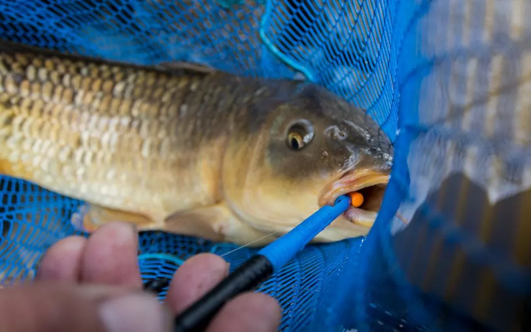 Preston Innovations Floater Disgorger Knot Picker 5 Preston Innovations Floater Disgorger Knot Picker - Image 3