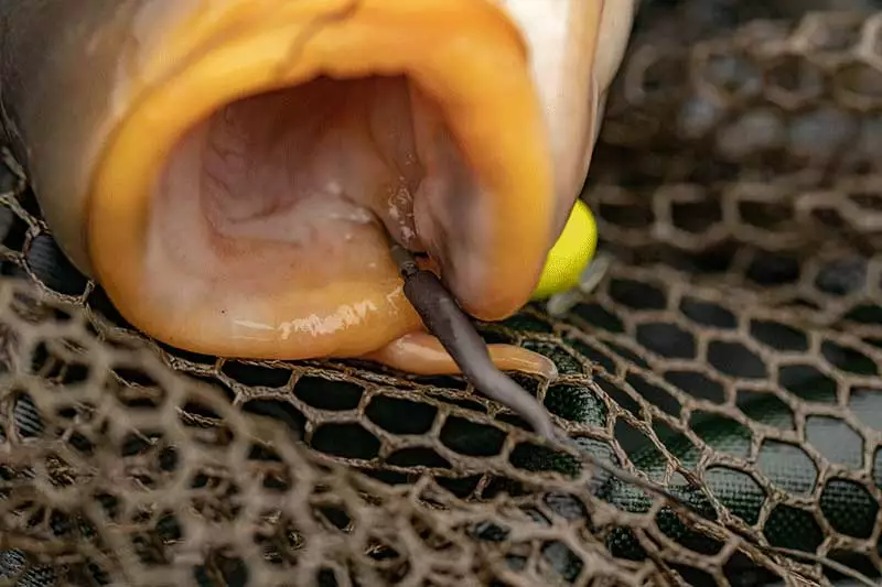 Fox Edges Tungsten Line Alignas 5 Fox Edges Tungsten Line Alignas - Image 3