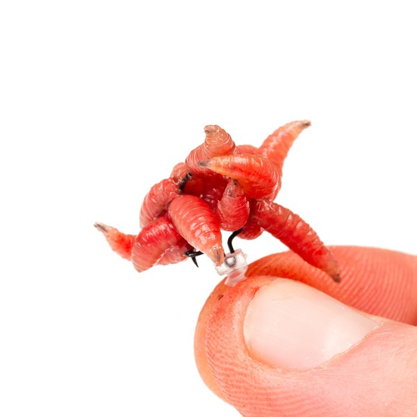 Nash Maggot Screws 6 Nash Maggot Screws - Image 4