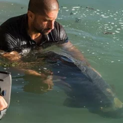 Korda Propolis Carp Care Treatment -Game Fishing Shop j2i4tivm636452351293857583