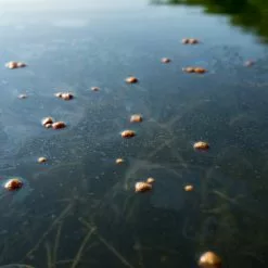 Skrettings Skettings Floating Expander Pellets -Game Fishing Shop j5g5mc0l636983623478422650