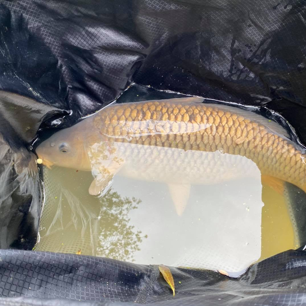 Ringers Mixed Washout Wafters 4 Ringers Mixed Washout Wafters - Image 2