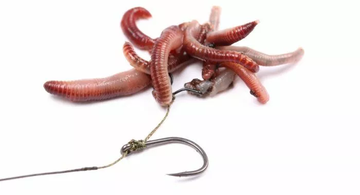 Nash Maggot Clips 8 Nash Maggot Clips - Image 6