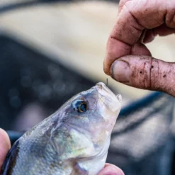 Guru Kuranku Barbed Hooks -Game Fishing Shop mistmtyg637697125161346203