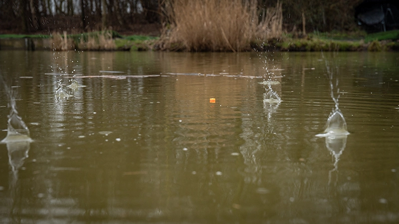 Matrix Pellet Wagglers 11 Matrix Pellet Wagglers - Image 9