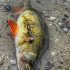 Savage Craft Crawlers -Game Fishing Shop n0tyzsvl638067800997844088