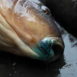 Gardner Intensive Care Carp Spray 15 Gardner Intensive Care Carp Spray -Game Fishing Shop nrob2i20638088658324535887