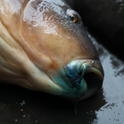 Gardner Intensive Care Carp Spray 9 Gardner Intensive Care Carp Spray - Image 7