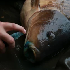 Gardner Intensive Care Carp Spray 14 Gardner Intensive Care Carp Spray -Game Fishing Shop nzjn3cna638088658324535887