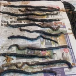 Devon Baits Frozen Black Lug -Game Fishing Shop qtoiizol638143199992790061