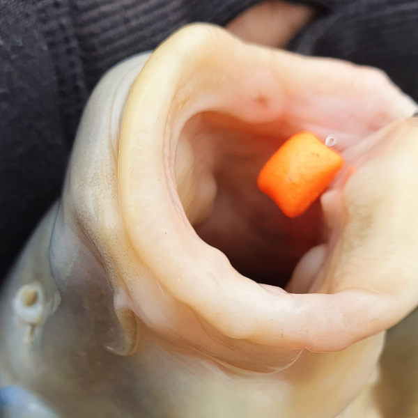 Ringers Slim Wafters 10mm 8 Ringers Slim Wafters 10mm - Image 6