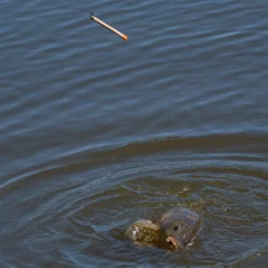 Daiwa Carpa Loaded Balsa Pellet Wagglers -Game Fishing Shop rr0nwhnw637894962546480495