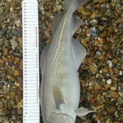 Ian Golds Match Measures -Game Fishing Shop t0whgtoe635905420753835954