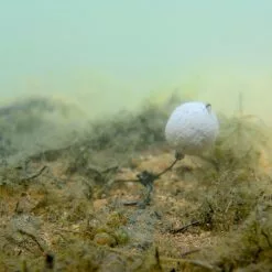 Mainline Balanced Wafters -Game Fishing Shop vnhq0yrr635604563448302443