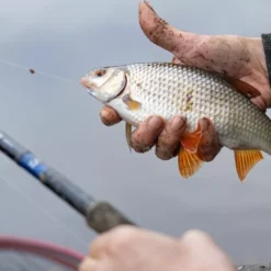 Daiwa Tournament SF Mono 300m -Game Fishing Shop wq4jhydc638119628320540991