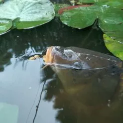 Skrettings Skettings Floating Expander Pellets -Game Fishing Shop xxqxuzri636010694404112510