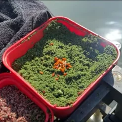 Ringers Bait Boxes -Game Fishing Shop y1nenql5637865798150966438