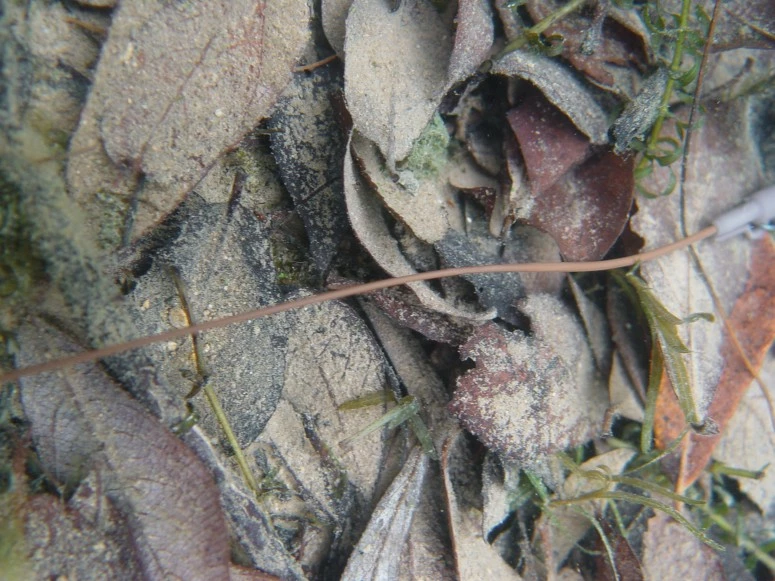 Korda Kamo Rig Tube 6 Korda Kamo Rig Tube - Image 4