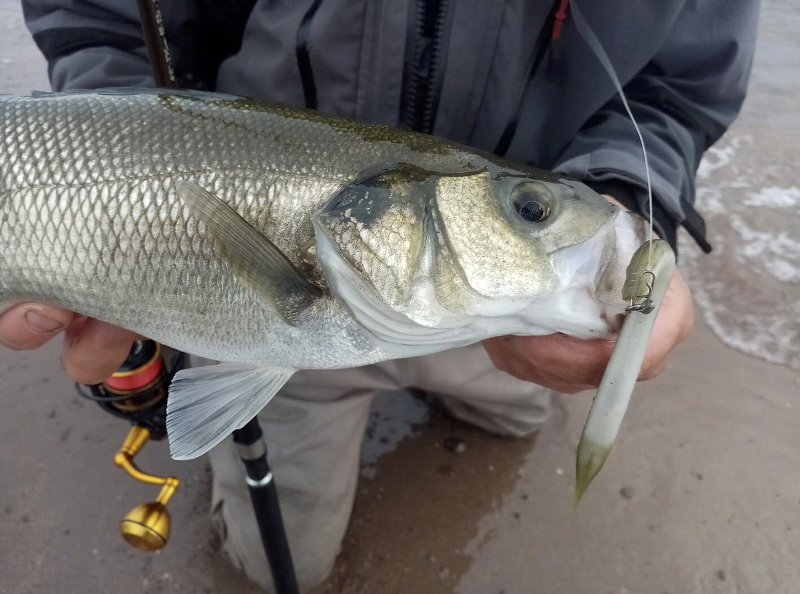 Savage Gravity Stick Pintails 4 Savage Gravity Stick Pintails - Image 2